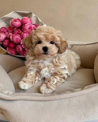 Cucciola Maltipoo toy mini albicocca