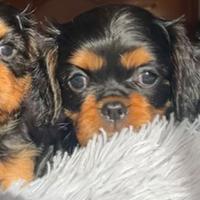 Cuccioli Cavalier King Charles Spaniel