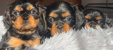 Cuccioli Cavalier King Charles Spaniel