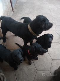 Labrador disponibile