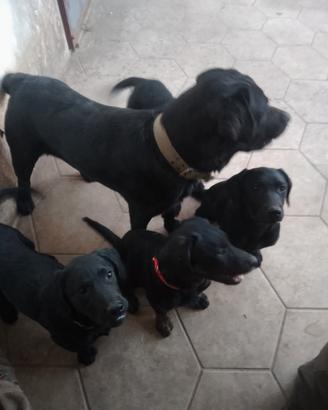 Due Labrador disponibile