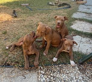 Cuccioli American Pitbull Terrier