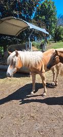puledra haflinger