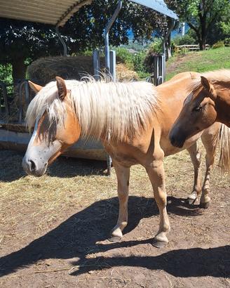 puledra haflinger