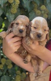Cuccioli di Cocker spaniel