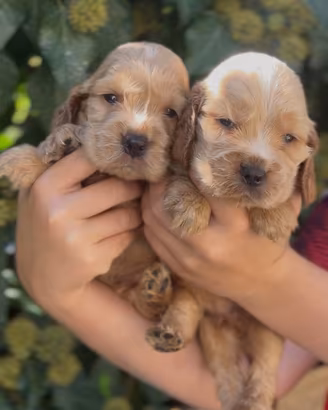Cuccioli di Cocker spaniel
