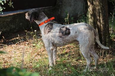 Lagotto Romagnolo da tartufo