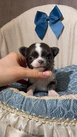 Chihuahua cucciolo blu e bianco pelo lungo