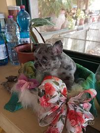 Bouledogue francese bellissime