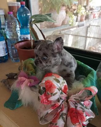 Bouledogue francese bellissime