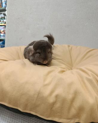 Cuccioli di cincillà beby