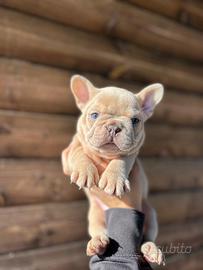 Bulldog francese