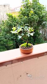 mini bonsai di viburnum tinus 