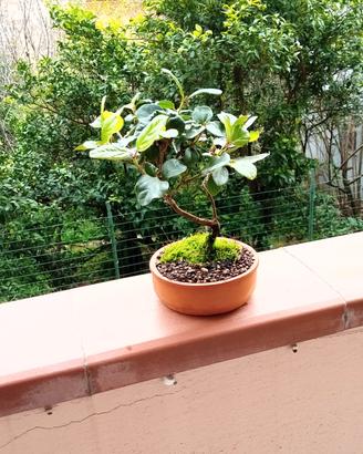 mini bonsai di viburnum tinus 