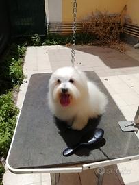 Coton De Tulear adulto