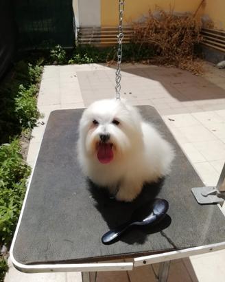 Coton De Tulear adulto