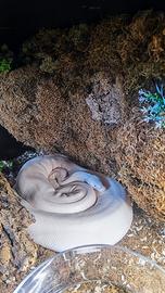 Pitone reale leucistico