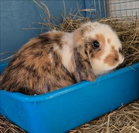 Cuccioli conigli nani arieti