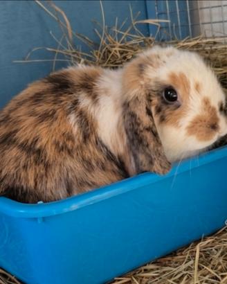 Cuccioli conigli nani arieti