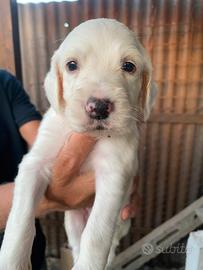Cuccioli setter inglese