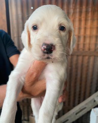 Cuccioli setter inglese