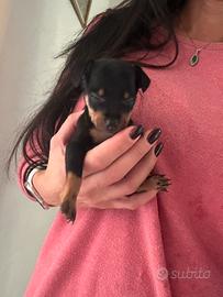Cucciolo pinscher