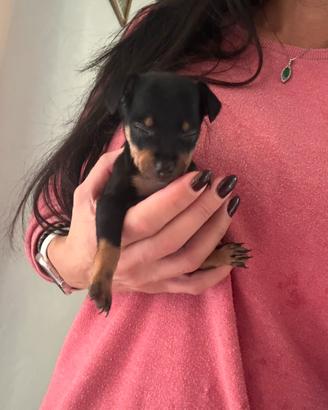 Cucciolo pinscher