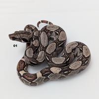 Serpenti BCI motley anery n5