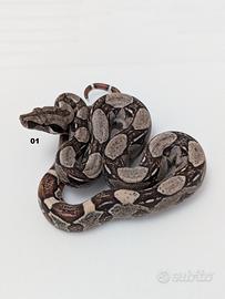 Serpenti BCI motley anery n5