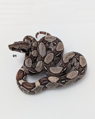 Serpenti BCI motley anery n5