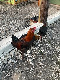 Gallo Marans 6 mesi