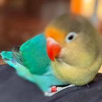 Inseparabili - Agapornis Fisher