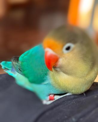 Inseparabili - Agapornis Fisher