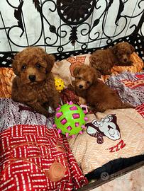Barboncini toy cuccioli