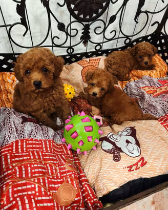 Barboncini toy cuccioli