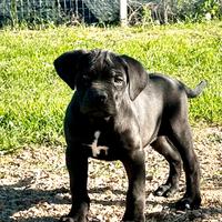 Cucciolo cane corso nero prima scelta