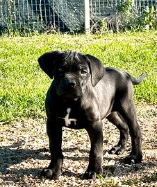 Cucciolo cane corso nero prima scelta