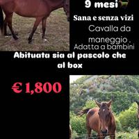 Cavallo