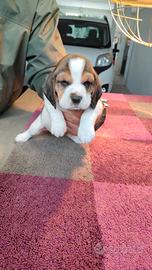 Cucciolo Beagle maschio con pedigree