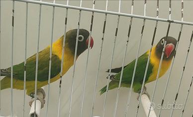 Inseparabili, personatus, Fischer