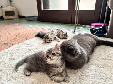 Cuccioli di Scottish Fold/Straight Tabby