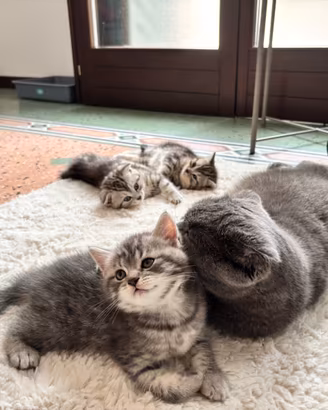 Cuccioli di Scottish Fold/Straight Tabby