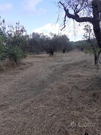 Vendo terreno di 6000 mq con olive e pozzo