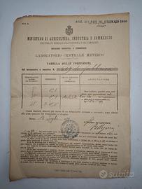 Certificato Metrico 1914 Termometro Medicina