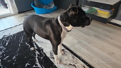 Amstaff di 5 anni