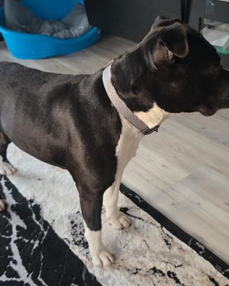 Amstaff di 5 anni