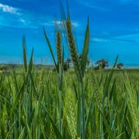 SEME DI TRITICALE BIENVENU