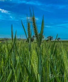 SEME DI TRITICALE BIENVENU