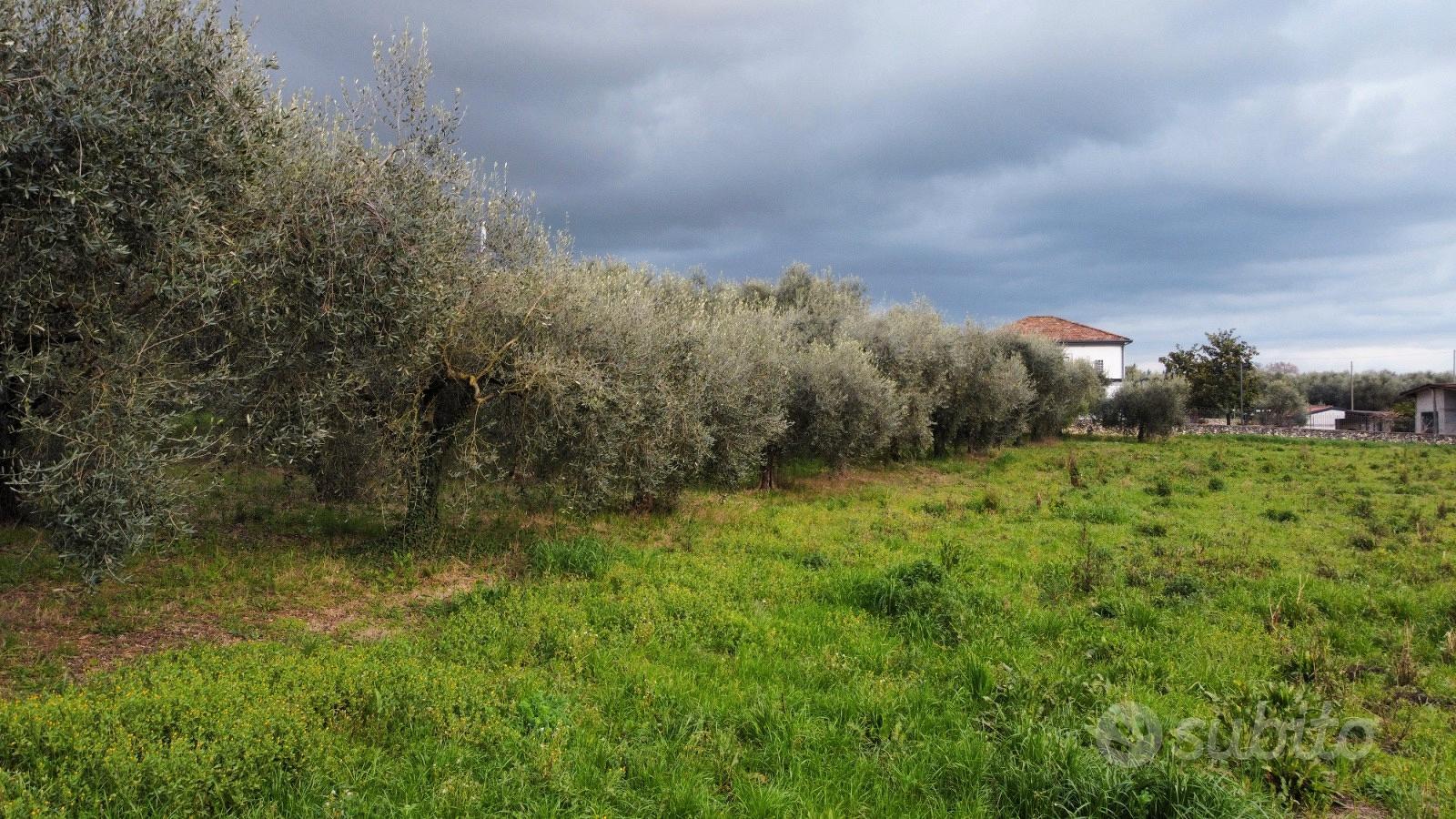 Terreno edificabile con uliveto 5.671 mq - Vista 3