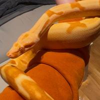 Boa constrictor imperator